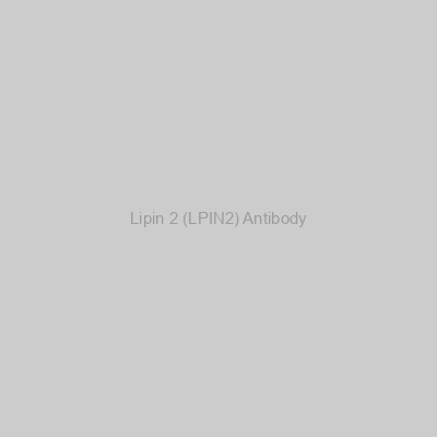 Abbexa - Lipin 2 (LPIN2) Antibody